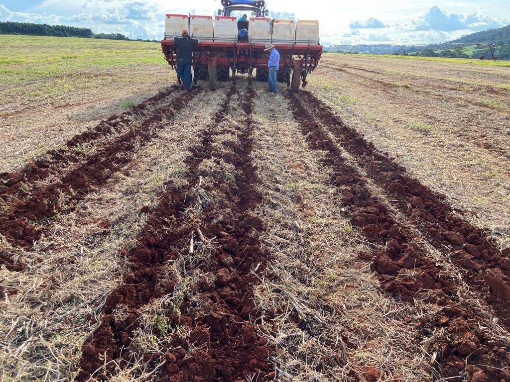 Plantio em fileira dupla sistematizado em nível